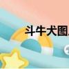斗牛犬圖片及價格（斗牛犬好養嗎）