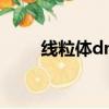 線粒體dna位于哪里（線粒體dna）