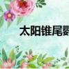 太陽錐尾鸚鵡吃什么（太陽錐尾鸚鵡）