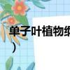 單子葉植物綱和木蘭綱的區別（單子葉植物綱）