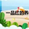 一品紅的養殖方法和注意事項（一品紅）