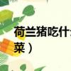 荷蘭豬吃什么蔬菜補充vc（荷蘭豬吃什么蔬菜）