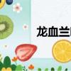 龍血蘭葉子發黃枯萎（龍血蘭）
