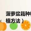 菠蘿盆栽種植方法:步驟有配圖（菠蘿盆栽種植方法）