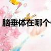 腦垂體在哪個位置（腦垂體在哪個位置圖片）