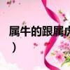 屬牛的跟屬虎的合嗎（屬牛和屬虎的合得來嗎）