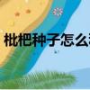 枇杷種子怎么種方法（枇杷種子怎么種盆景）