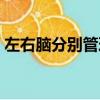 左右腦分別管理什么（左右腦分別控制什么）