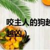 咬主人的狗越打越兇怎么辦（咬主人的狗越打越兇）