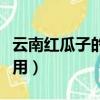 云南紅瓜子的功效與作用（紅瓜子的功效與作用）
