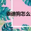 泰迪狗怎么訓練謝謝（泰迪狗怎么訓練）