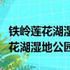 鐵嶺蓮花湖濕地公園荷花什么時候開（鐵嶺蓮花湖濕地公園）