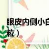眼皮內側小白粒用什么眼藥水（眼皮內側小白粒）
