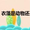 衣藻是動物還是植物（眼蟲是植物還是動物）