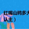 紅嘴山鴉多大開始教說話（紅嘴山鴉多大開始認主）
