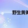 野生黃姜圖片苗（野生黃姜圖片）