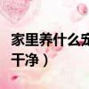 家里養什么寵物好養又干凈（什么寵物好養又干凈）