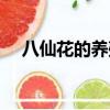 八仙花的養殖方法和注意事項（八仙花）