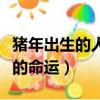 豬年出生的人是什么命準確的（豬年出生的人的命運）