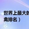 世界上最大的飛禽排名第一（世界上最大的飛禽排名）