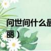 問世間什么最美麗是什么歌（問世間什么最美麗）