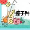 榛子種植前景堪憂（榛子種植）