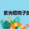 紫光檀梳子的功效與作用及禁忌（紫光檀）
