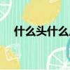 什么頭什么尾填動物名（什么頭什么尾）