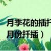 月季花的插扦時間和方法（月季花怎么扦插幾月份扦插）