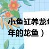 小魚缸養龍魚是不是養不大（我用小缸養了3年的龍魚）