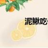 泥鰍吃什么東西（泥鰍吃什么）