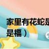 家里有花蛇是禍是福的預兆（家里有花蛇是禍是福）
