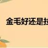金毛好還是拉布拉多好（拉布拉多咬人嗎）