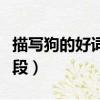 描寫狗的好詞好句摘抄（描寫狗的好詞好句好段）