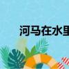 河馬在水里干嘛（河馬在水里怎么走）