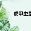 虎甲蟲是益蟲還是害蟲（虎甲蟲）