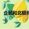 企鵝和北極熊都生活在北極嗎（企鵝和北極熊）