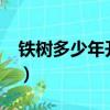 鐵樹多少年開一次花?（鐵樹多少年開一次花）