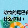 動物的尾巴有什么作用一年級（動物的尾巴有什么作用）