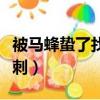 被馬蜂蟄了找不到傷口（被馬蜂蟄了找不到毒刺）