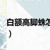白額高腳蛛怎么處理（白額高腳蛛不管它行嗎）