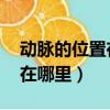 動脈的位置在哪 具體一點（動脈的具體位置在哪里）