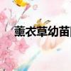 薰衣草幼苗圖片大圖（薰衣草幼苗圖片）
