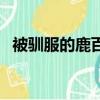 被馴服的鹿百度百科（被馴服的鹿百度云）