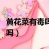 黃花菜有毒嗎中毒后有什么癥狀（黃花菜有毒嗎）