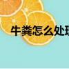 牛糞怎么處理最掙錢（6萬可以養幾頭牛）