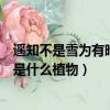 遙知不是雪為有暗香來是什么水果（遙知不是雪為有暗香來是什么植物）