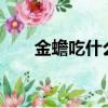 金蟾吃什么食物叫嗎?（金蟾吃什么）