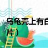 烏龜殼上有白斑圖片大全（烏龜殼上有白斑圖片）