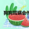 狗狗耳螨會傳染給人嗎（狗狗耳螨怎么治）